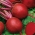 Betterave Rouge - Okrągły Ciemnoczerwony - 1000 graines - Beta vulgaris