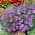 Kausa ziedu sēklas - Nierembergia hippomanica - 650 sēklas - Nierembergia caerulea, syn. N. hippomanica