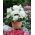 Begonia Fimbriata व्हाइट - 2 बल्ब - 
