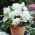 بيجونيا Fimbriata الأبيض - 2 البصلة - Begonia Fimbriata