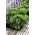 羽衣甘蓝种子 -  Brassica oleracea  -  300粒种子 - Brassica oleracea L. var. sabellica L. - 種子