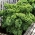 Cavolo riccio - Dwarf Green Curled - 300 semi - Brassica oleracea L. var. sabellica L.