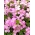 Nástenné Rock Cress semená - Arabis alpina gr. rosea - 2350 semien - Arabis alpina rosea