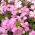 וול רוק רוק זרעים - Arabis alpina gr. עלה - 2350 זרעים - Arabis alpina rosea