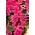 Тропічний шавлія - рожевий сорт - 84 насіння - Salvia splendens