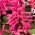 Salvia escarlata - rosa - 84 semillas - Salvia splendens