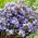 セルビアベルフラワー、青い滝の種 - カンパニュラposcharskyana  -  480種子 - Campanula poscharskyana - シーズ