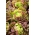 Salotos sejamosios - Quattro stagioni - 900 sėklos - Lactuca sativa L. var. Capitata