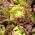 Зелена маслинена зелена салата - Lactuca sativa - 900 семена - Lactuca sativa L. var. Capitata