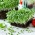 Microgreens - Zeleni bosiljak   - mladi listovi s iznimnim okusom - 1950 sjemenki - Ocimum basilicum  - sjemenke
