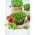 Microgreens - כוסברה - עלים צעירים עם טעם יוצא דופן; כוסברה, פטרוזיליה סינית - 400 זרעים - Coriandrum sativum
