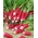 Осамнаест дана ротквица "Де дик-хуит јоурс" - ОБЛОГЕ СЕМЕНА - 300 семена - Raphanus sativus L.