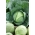 Bắp cải trắng "Stone Head" - HẠT GIỐNG - 100 hạt - Brassica oleracea convar. capitata var. alba