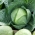 Bílé zelí "Stone Head" - 100 semen - Brassica oleracea convar. capitata var. alba - semena