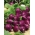Ředkvička "Viola" - živě fialová slupka - 425 semen - Raphanus sativus L. - semena