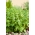 Basiilik - Floral Spires - 30 seemned - Ocimum basilicum