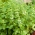 バジルの花尖塔白の種子 - 最大バジリカム -  30種子 - Ocimum basilicum  - シーズ