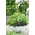 บ้านสวน - ผสมผสานหลากหลายโหระพา - สำหรับปลูกในร่มและระเบียง โหระพามหา Saint-Joseph "s-wort - 325 เมล็ด - Ocimum basilicum 