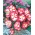 Begonia, Begonie, Schiefblatt Marginata White - 2 Zwiebeln