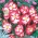 Begonia Marginata白色 -  2个洋葱 - Begonia x tuberhybrida