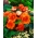 Бегонія Великий Цвіте подвійний помаранчевий - 2 лампи - Begonia ×tuberhybrida 