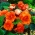 Begonia velika cvetna dvojna oranžna - 2 žarnici - Begonia ×tuberhybrida 