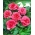 بيجونيا كبير مزهر الوردي - 2 البصلة - Begonia ×tuberhybrida 