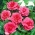 Begonia Velika cvetoča dvojna roza - 2 žarnici - Begonia ×tuberhybrida 