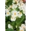 Semi di Begonia White Wax - Begonia semperflorens - 1200 semi