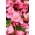 Rosa vax Begonia frön - Begonia semperflorens - 1200 frön