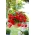 بگونیا پاندولا آبشار قرمز - 2 لامپ - Begonia ×tuberhybrida pendula
