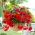 بگونیا پاندولا آبشار قرمز - 2 لامپ - Begonia ×tuberhybrida pendula