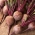 甜菜根“Polglob” -  500粒种子 - Beta vulgaris - 種子