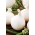 Bawang "Agostana" - putih, pelbagai awal sederhana - 1250 biji - Allium cepa L. - benih
