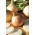 Valgomasis svogūnas - Augusta - 500 sėklos - Allium cepa L.