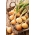 洋葱“Cymes” - 最好的葱 -  1250粒种子 - Allium cepa L. - 種子