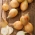 Κρεμμύδι "Petra F1" - πρώιμη, στρογγυλή, κίτρινο-καφέ ποικιλία - 1000 σπόρους - Allium cepa L. - σπόροι