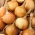 Valgomasis svogūnas - Polana - 1000 sėklos - Allium cepa L.