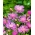 Персиан Цорнфловер, Кнапвеед семена - Центауреа деалбата - 60 семена - Centaurea dealbata