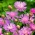 Bunga Corn Persia, biji Knapweed - Centaurea dealbata - 60 biji