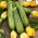 Zucchini Lajkonik biji - Cucurbita pepo - 24 biji