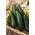 Zucchino - Soraya - 100 grammi - 1000 semi - Cucurbita pepo