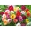 花园大丽花“Unwins” -  240粒种子 - Dahlia pinnata Unwins - 種子