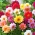 花园大丽花“Unwins” -  240粒种子 - Dahlia pinnata Unwins - 種子