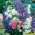 Canterbury Bells Calycanthema混合种子 - 风铃中等 -  2000种子 - Campanula medium - 種子