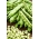 豆“早白椰子” - 白色，圆形的种子 - Phaseolus vulgaris L. - 種子