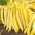 الفاصوليا الصفراء القزم الفرنسي "كورونا" - 120 بذرة - Phaseolus vulgaris L. - ابذرة