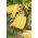 Жълтозелен фасул "Ерла" - Phaseolus vulgaris L. - семена