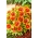 Paprastas blanketflower, bendras gaillardija - 150 sėklų - Gaillardia aristata - sėklos