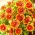 Спільний холодна квітка, загальна гайлардія - 150 насінин - Gaillardia aristata - насіння